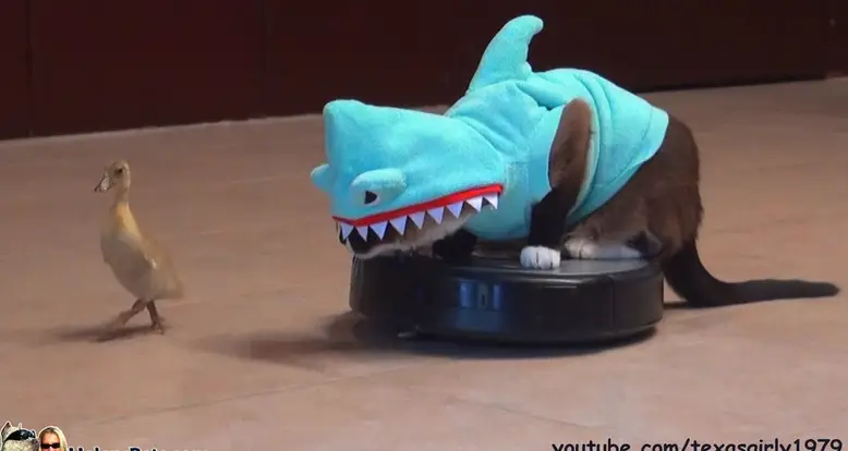 Cat In A Shark Costume On A Roomba Chases A Duck