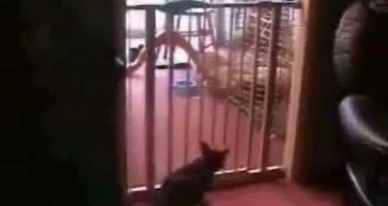 The Best Cat Jump Ever