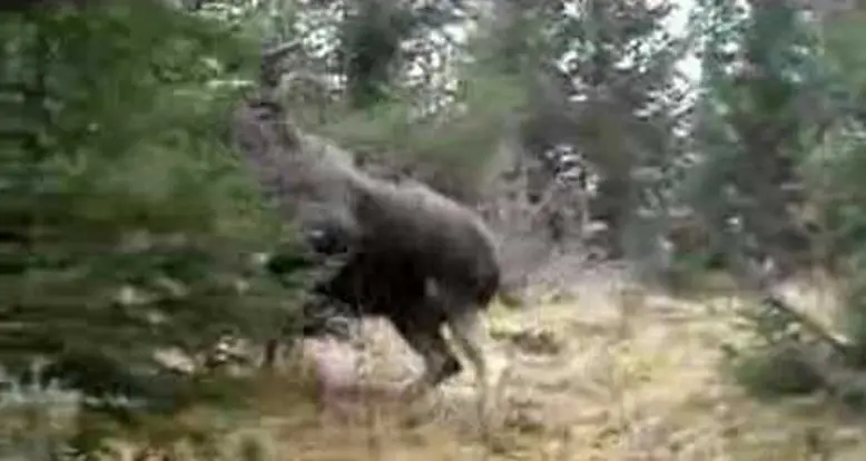 Gigantic Moose Chases Dog