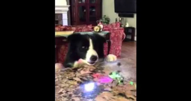 Dog Messes With The Wrong Toy Helicopter