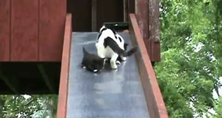 Kittens On A Slide