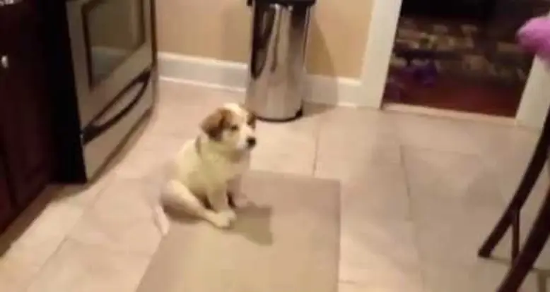 Puppy Learns To Play Catch