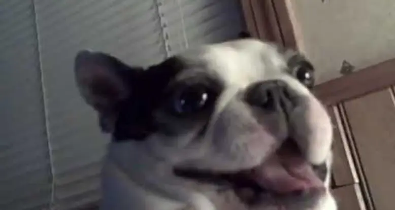 Boston Terrier Loves Getting His Tummy Touched