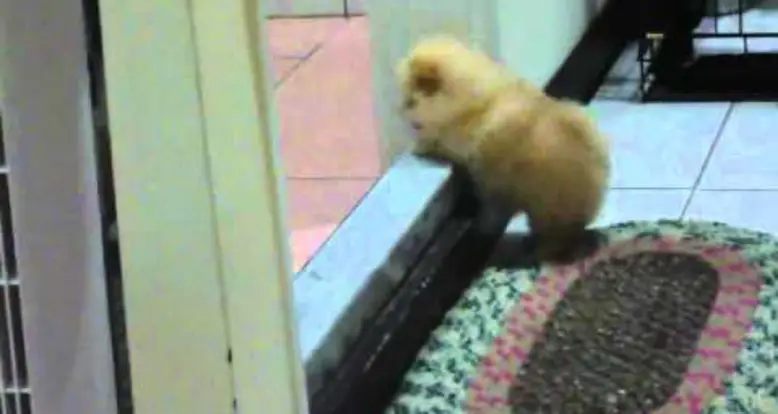 Fluffy Puppy Can’t Climb A Step