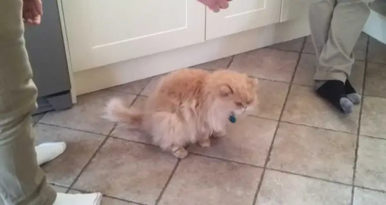 Cat Hilariously Confused By Meat On Face