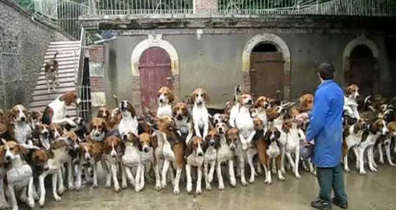 100 Hunting Dogs Fed At Once