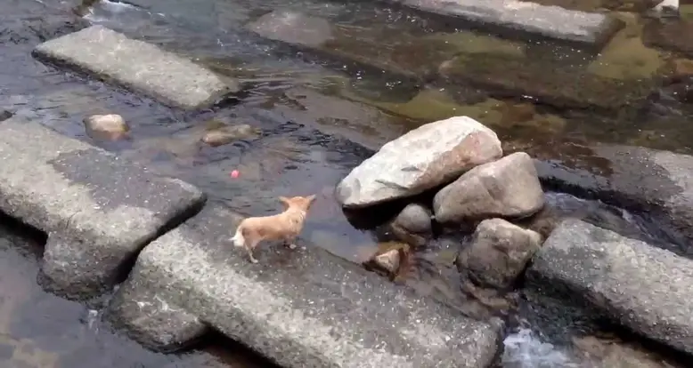 Adorable Dog Plays With Itself