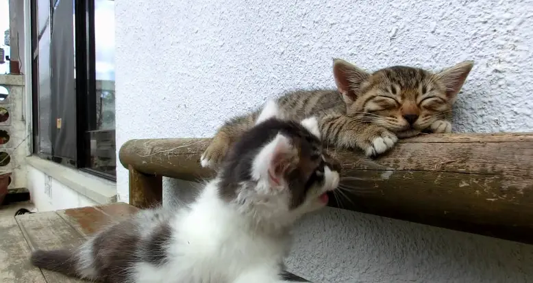 Kitten Tries To Wake Up His Friend