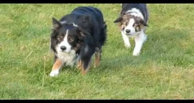 The Sneaky Collies