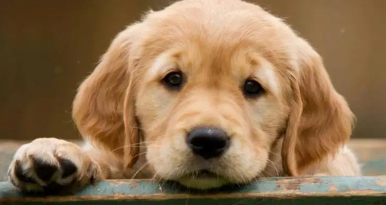 40 Of The Cutest Golden Retriever Pictures Ever