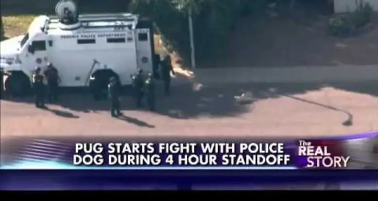 Pug Picks Fight With Entire SWAT Team… And Wins