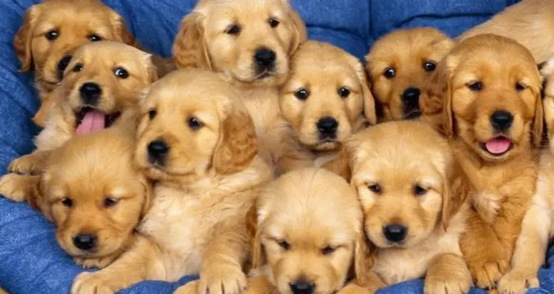 30 Of The Cutest Puppy Videos Mankind Has Ever Seen