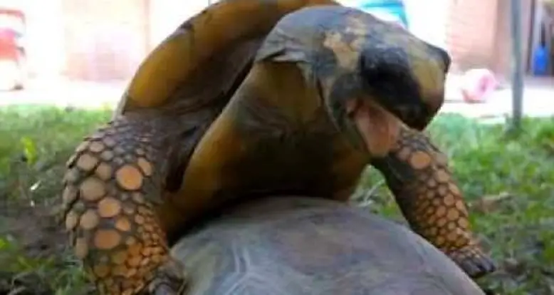 Watch Two Tortoises Mate