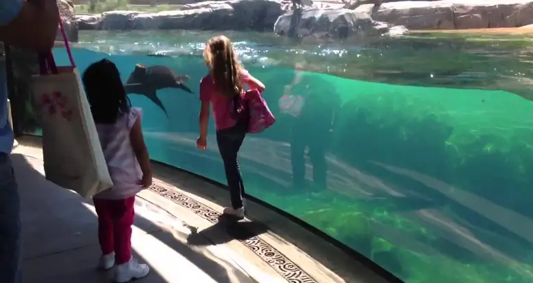 A Seal And A Little Girl Play Tag