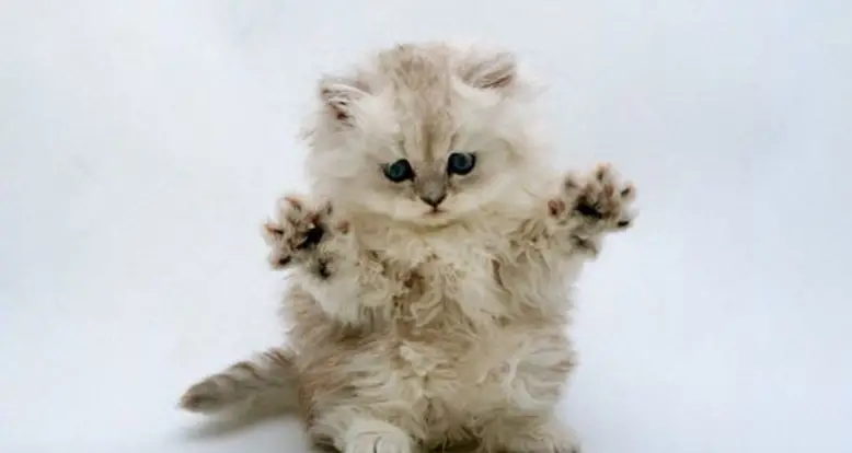 30 Of The Cutest Kitten Videos That Will Make You Explode In Delight
