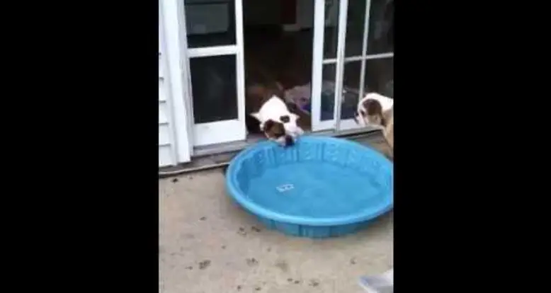 Gus Versus The Pool