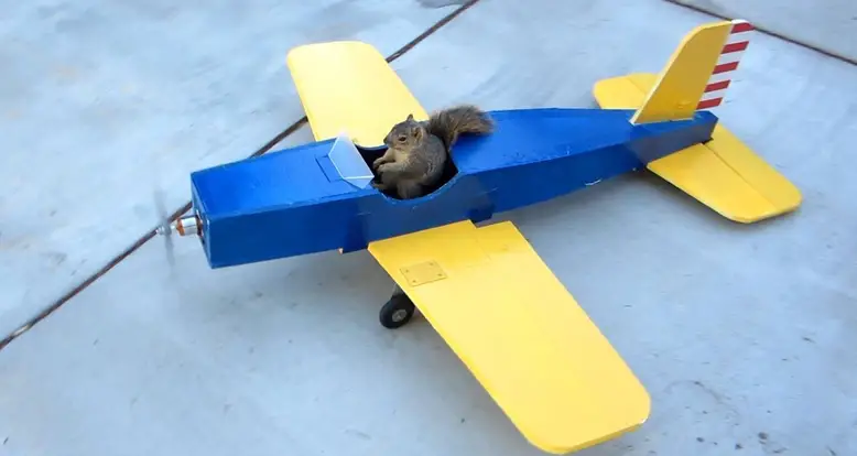 Squirrel Steals Model Airplane
