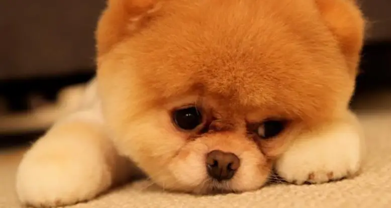 30 Of The Cutest Pomeranian Pictures Ever