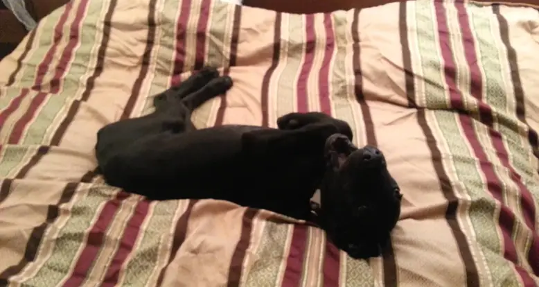 Great Dane Is Not Into Waking Up Early