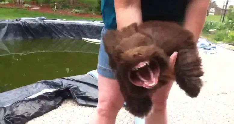 Puppy Turns Into Ferocious Beast When Exposed To Leaf Blower