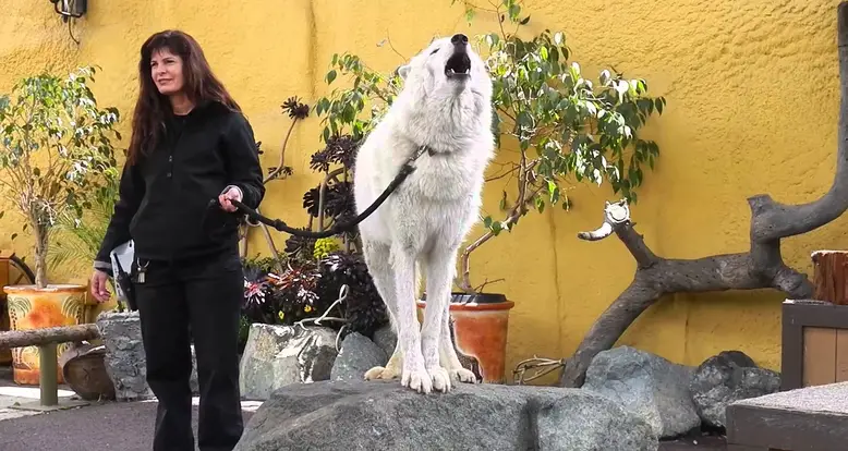 The Amazing Howl Of An Arctic Wolf