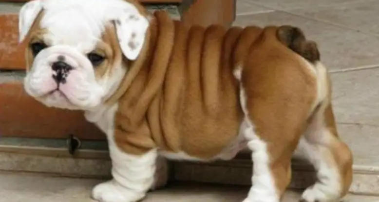 34 Bulldog GIFs That Prove They’re The Greatest Canines On The Planet