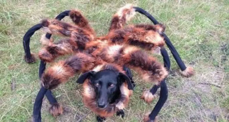 Watch A Dog Dressed As A Huge Spider Absolutely Terrify Strangers