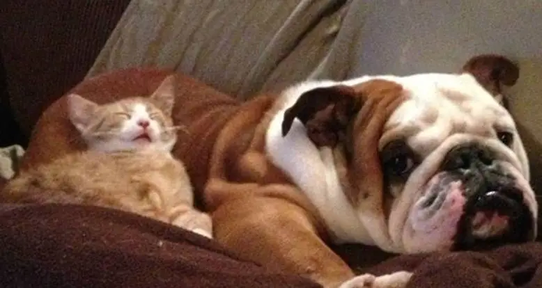 26 Adorable Pictures Of Cats Using Dogs As Pillows