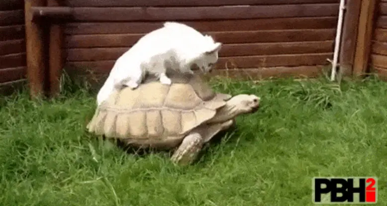 27 Funny GIFs Of Animals Catching A Ride On Other Animals