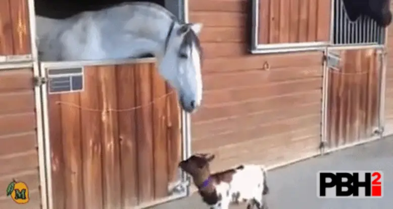 The 30 Cutest Boop GIFs In The History Of Animals