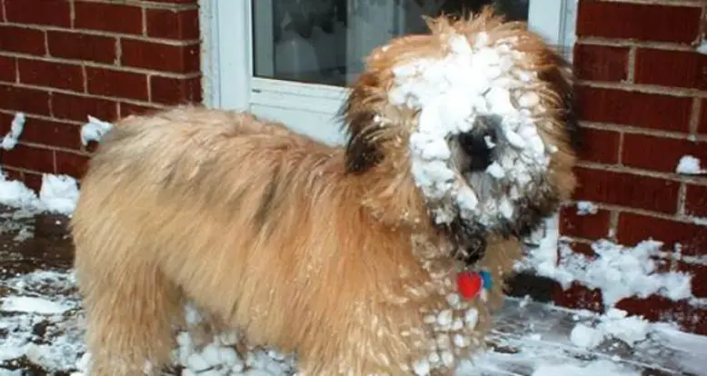 25 Ridiculously Cute Wheaten Terrier Pictures
