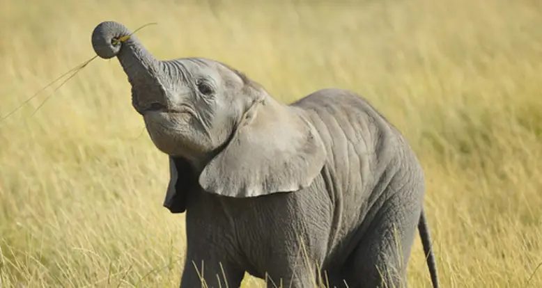 10 Adorable Baby Elephant GIFs To Brighten Your Day