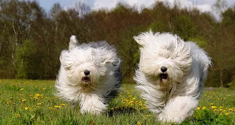 29 Of The Cutest Old English Sheepdog Pictures Ever