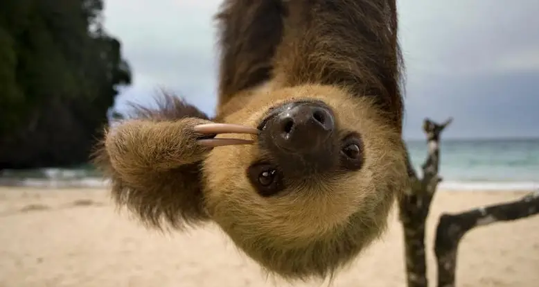 18 Sloth GIFs That Are Just What The Doctor Ordered