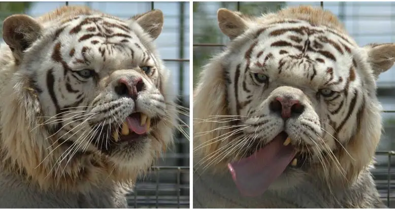 Meet Kenny, The Down Syndrome Tiger