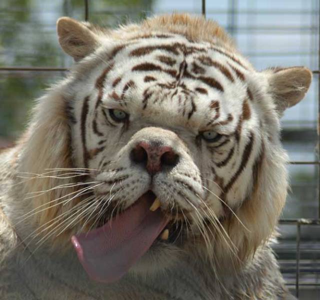 Inbred White Tiger With Down Syndrome Photograph