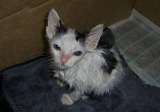 Mangy Kitten