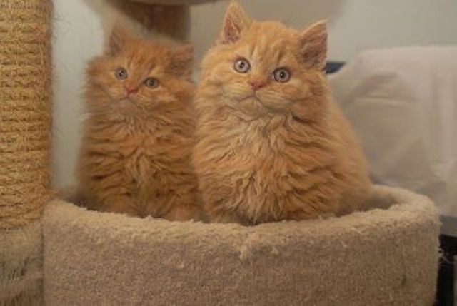 Cute Fat Cat