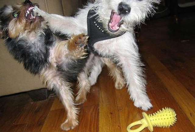 Dog Getting Punched
