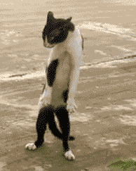 Kitten Goes For A Walk
