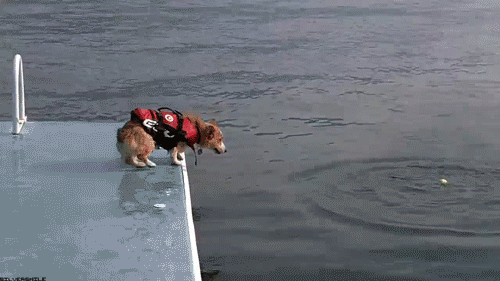 Corgi Flop GIF