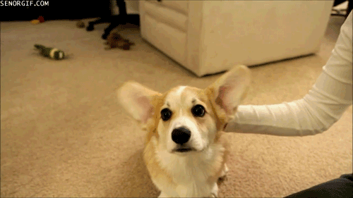Big Ears Corgi GIF