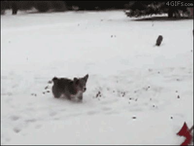 Cutest Corgi GIFs Ever Snow