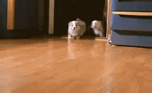 Corgi Puppy Stampede