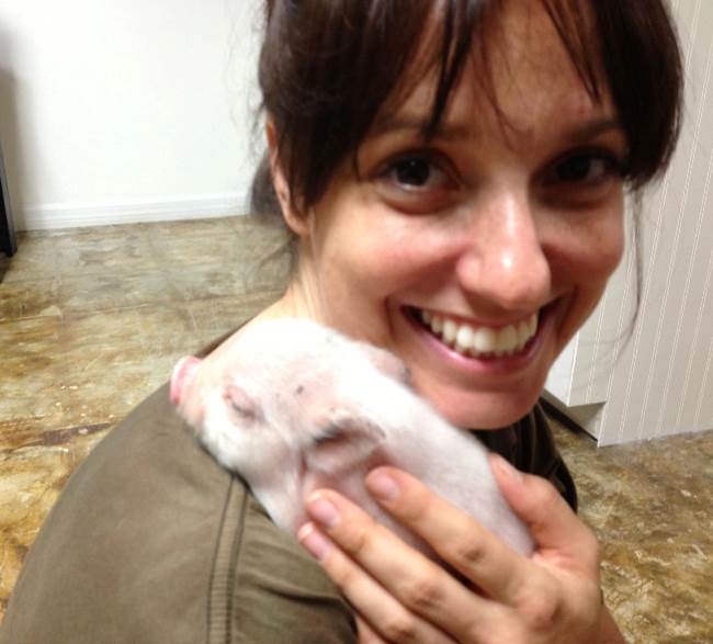 Mini Pig Photograph