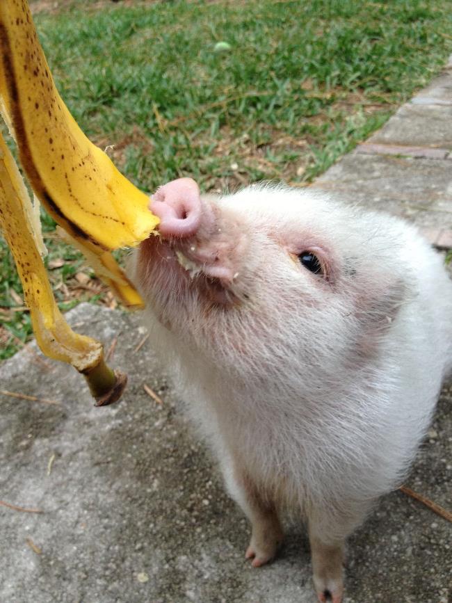 Cute Pig Eating Banana Photograph