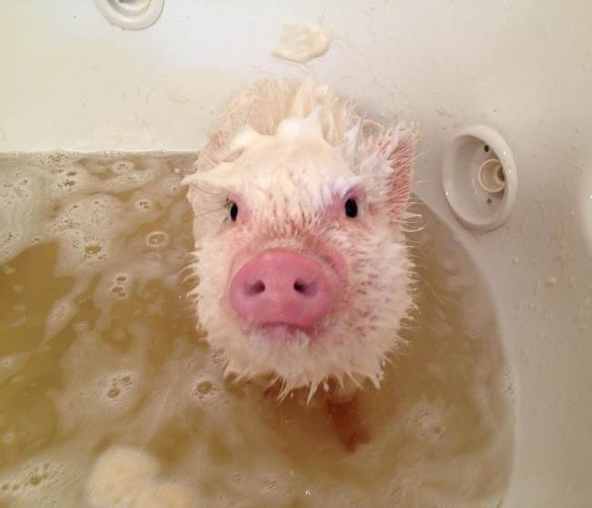 Cutest Pig Getting A Bath Picture