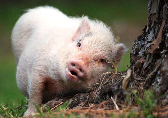 Pig Photograph