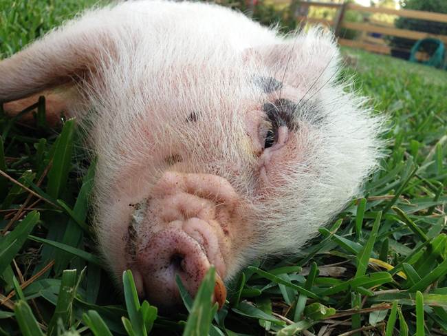 hamlest-cutest-pig-grass