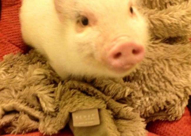Adorable Pet Pig Picture